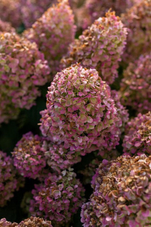 Strawberry Sundae® Hydrangea (Hydrangea paniculata ®Rensun')