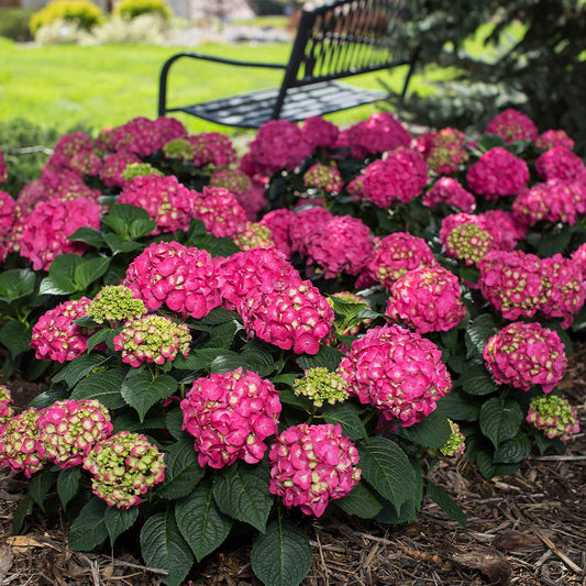 Endless Summer® Summer Crush® Big Leaf Hydrangea Shrub