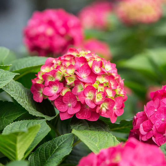 Endless Summer® Summer Crush® Big Leaf Hydrangea Shrub