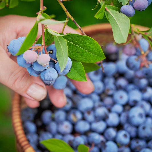 Tifblue Blueberry Bush