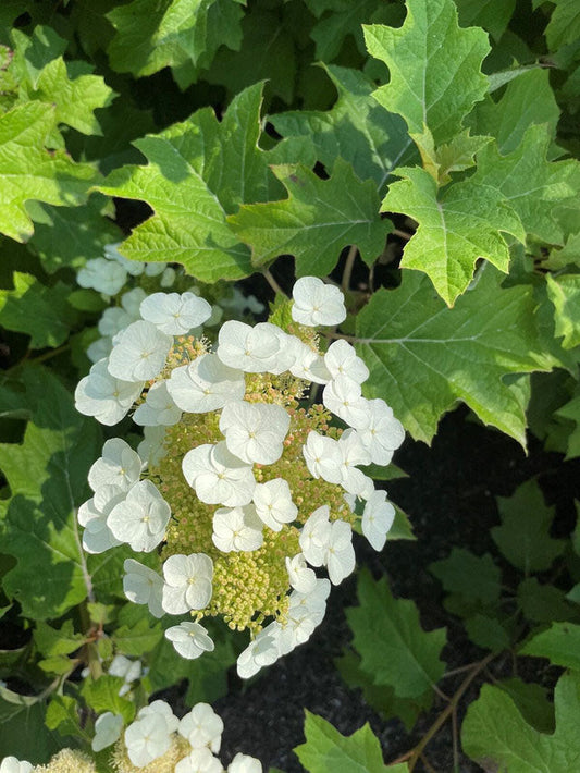 Toy Soldier ™ Oakleaf Hydrangea (Newest Plant Introduction)