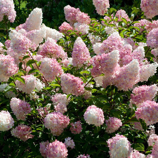 Vanilla Strawberry™ Hydrangea