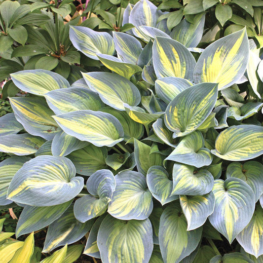 Variegated Hosta (June Hosta sieboldiana| Plantation Lily)