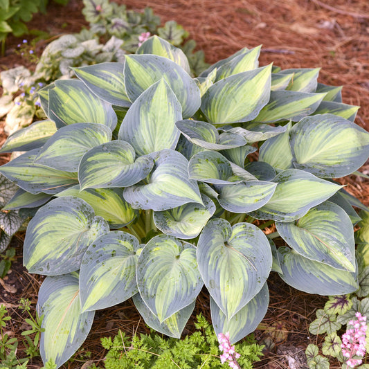 Variegated Hosta (June Hosta sieboldiana| Plantation Lily)