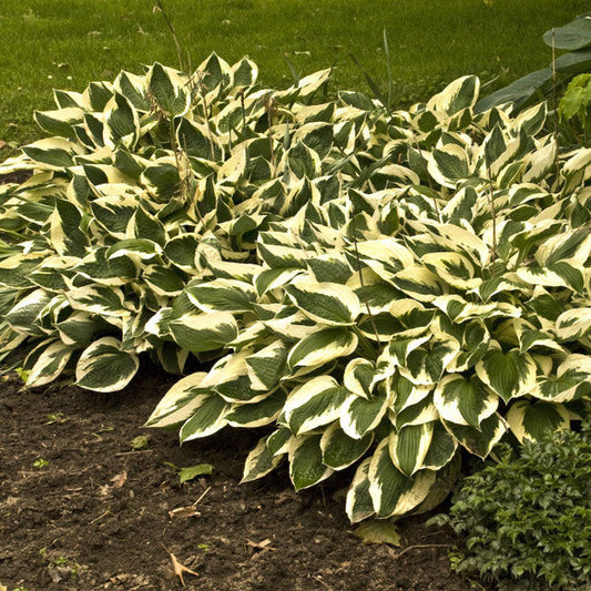 Variegated Hosta (Patriot Hosta sieboldiana)