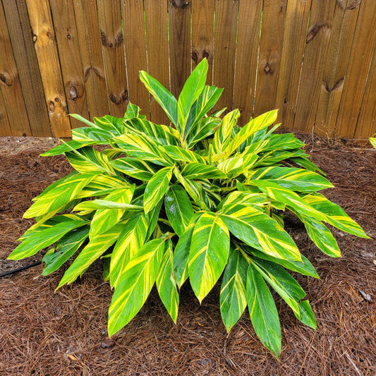 Variegated Shell Ginger | Alpinia zerumet | Quart Plant