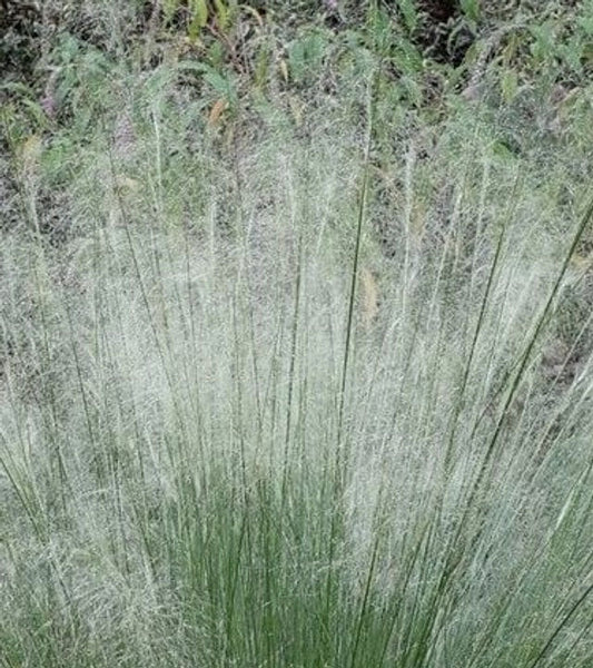 White Cloud Muhly Grass (Mulenbergia capillaris 'White Cloud)