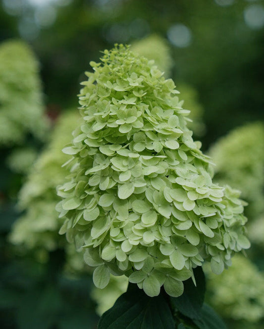 White Tree Form Hydrangea (Phantom Hydrangea)