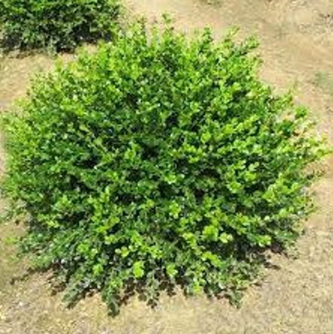 Winter Gem Boxwood | Buxus microphylla var. 'Winter Gem' | 1 Gallon Pl ...