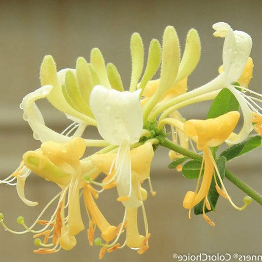 Scentsation Honeysuckle (Lonicera periclymenum 'Scentsation')