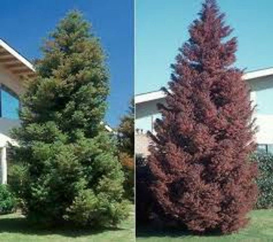 Yoshino Cryptomeria | Japanese Cedar | Cryptomeria japonica 'Yoshino' | 5 Gallon Plant